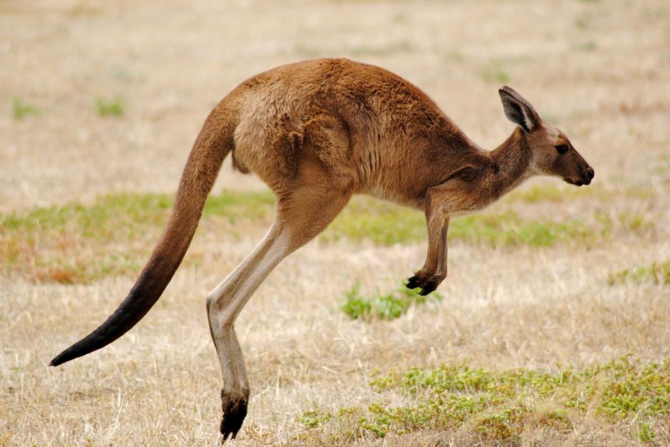 Kanguru Hattı (Kangaroo Route) Ne Demek?