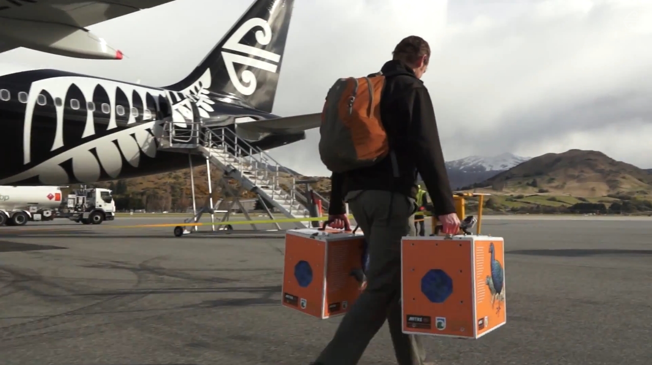 Air New Zealand – Transporting 10 Takahē