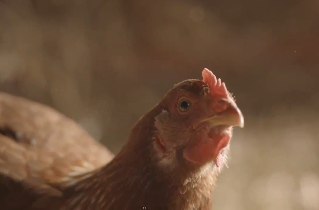 Chickens – Tigerair TV Commercial