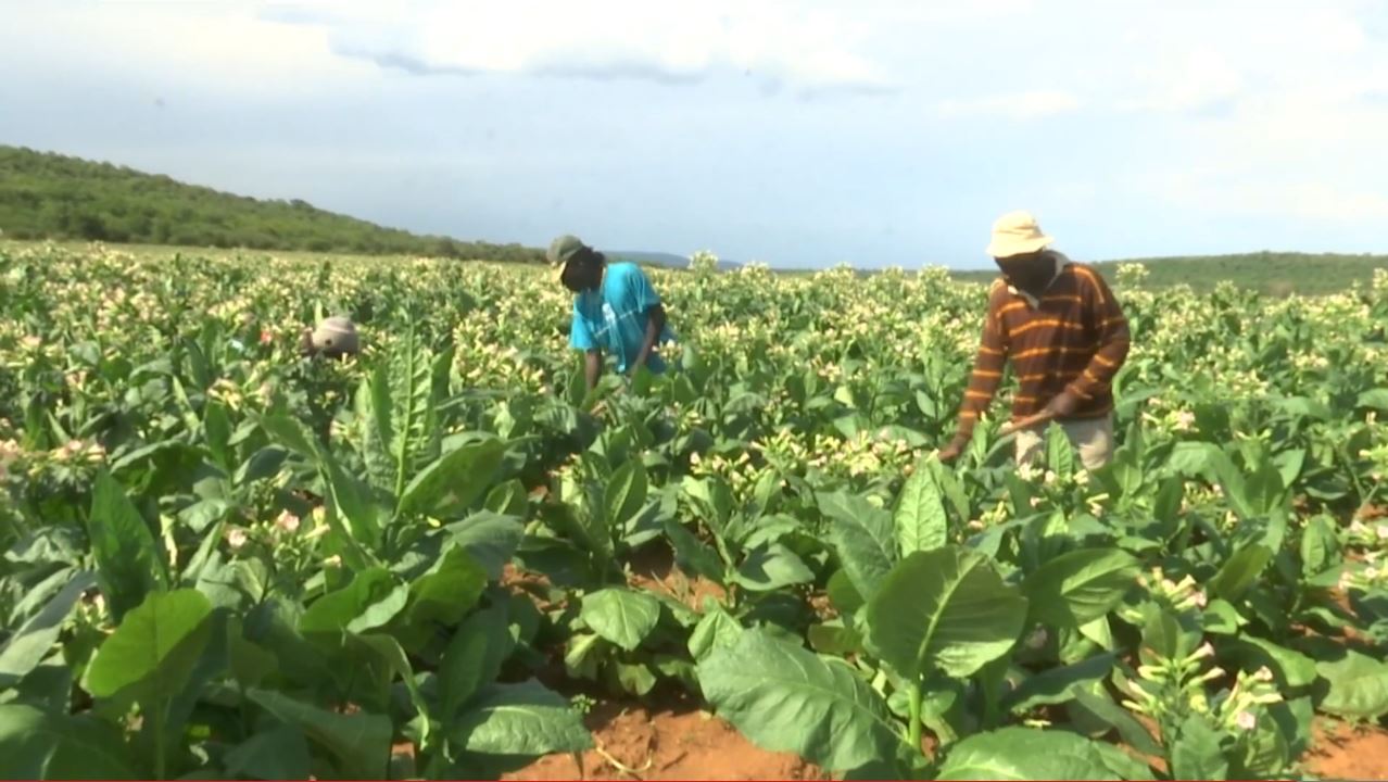 Boeing and South African Airways Turning Tobacco into Jet Fuel