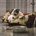 SWISS WorldCargo - Bon voyage for animals