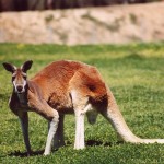 Red Kangaroo