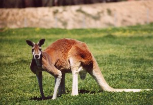 Red Kangaroo