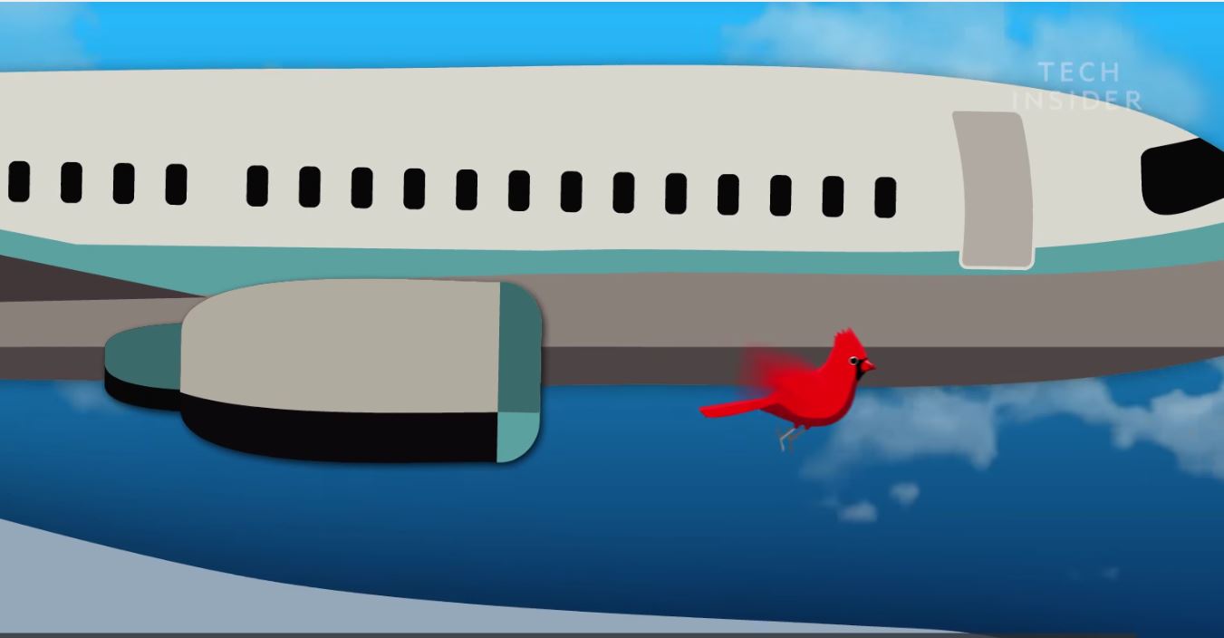 What Happens When A Bird Flies Into A Plane Engine?