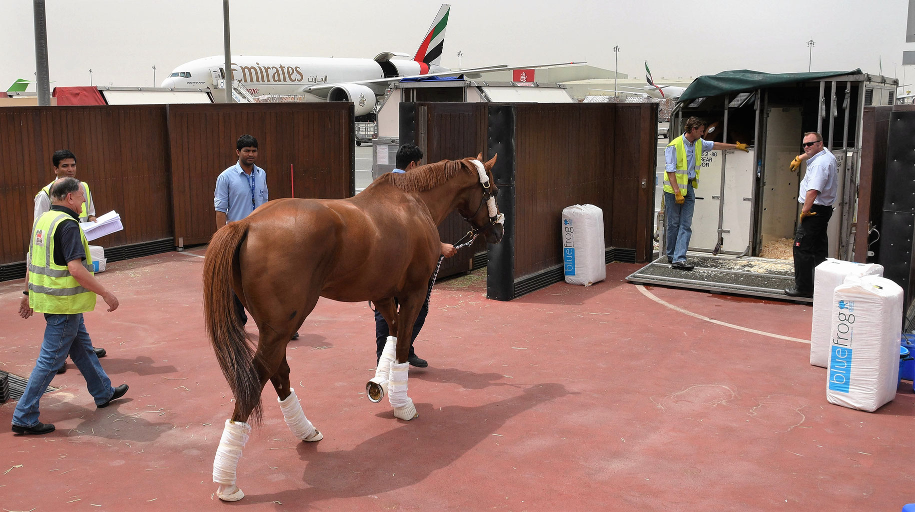 The world’s largest commercial air charter of horses | Emirates SkyCargo