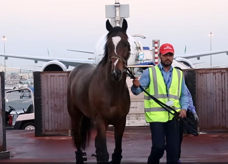 Champion Horses fly first class | Emirates SkyCargo