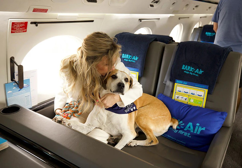 Köpeklere Özel Havayolu: BARK Air
